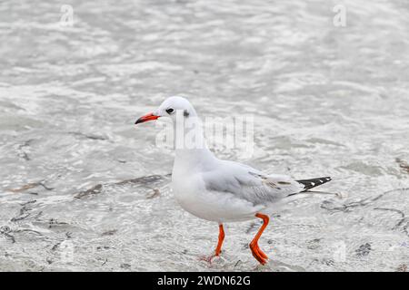 Mouette à capuchon brun, Chroicocephalus maculipennis, femelle, oiseau de rivage pataugeant dans l'eau à York Beach, îles Falkland, Stanley, Banque D'Images