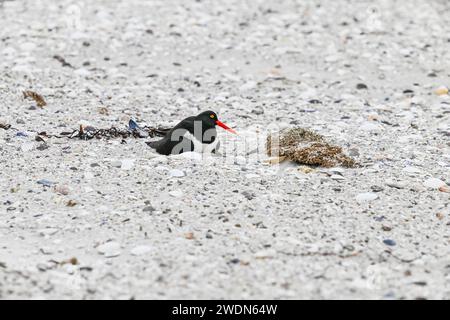 Magellanic Oyster Catcher, Haematopus leucopodus, nichant sur York Beach, Stanley, îles Falkland Banque D'Images