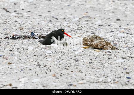 Magellanic Oyster Catcher, Haematopus leucopodus, nichant sur York Beach, Stanley, îles Falkland Banque D'Images