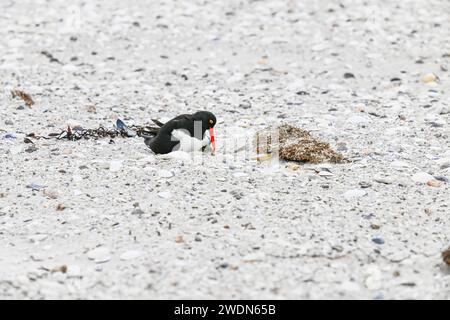 Magellanic Oyster Catcher, Haematopus leucopodus, nichant sur York Beach, Stanley, îles Falkland Banque D'Images