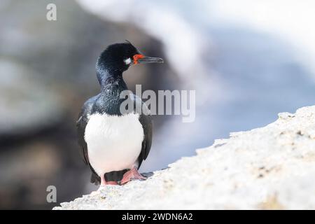 Rock Shag, Leucocarbo magellanicus, sur les rochers et les falaises de la colonie de reproduction de Bleaker Island, îles Falkland Banque D'Images