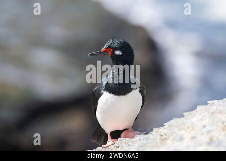 Rock Shag, Leucocarbo magellanicus, sur les rochers et les falaises de la colonie de reproduction de Bleaker Island, îles Falkland Banque D'Images