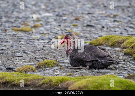 Prédateur pétrel géant du Sud, Macronectes giganteus, couvert de sang après avoir attaqué, tué et nourri de pingouin roi à Salisbury Plain, SGI Banque D'Images