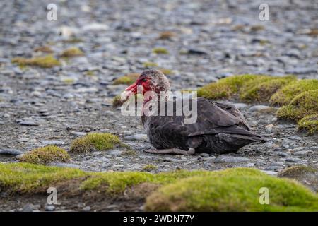 Prédateur pétrel géant du Sud, Macronectes giganteus, couvert de sang après avoir attaqué, tué et nourri de pingouin roi à Salisbury Plain, SGI Banque D'Images