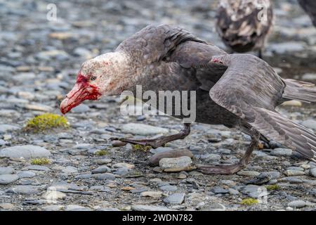 Prédateur pétrel géant du Sud, Macronectes giganteus, couvert de sang après avoir attaqué, tué et nourri de pingouin roi à Salisbury Plain, SGI Banque D'Images