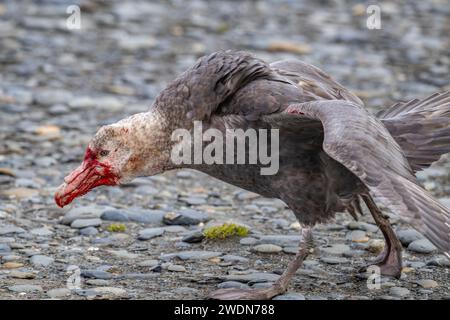 Prédateur pétrel géant du Sud, Macronectes giganteus, couvert de sang après avoir attaqué, tué et nourri de pingouin roi à Salisbury Plain, SGI Banque D'Images