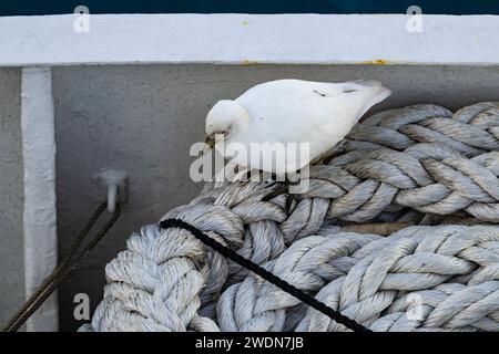 Sheathbill enneigé, Chionis albus, à la recherche de nourriture sur la corde de navire enroulé, Sunantarctic et Antarctique Banque D'Images