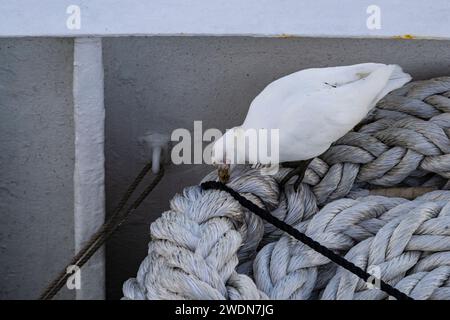 Sheathbill enneigé, Chionis albus, à la recherche de nourriture sur la corde de navire enroulé, Sunantarctic et Antarctique Banque D'Images