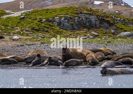 Phoque éléphant du Sud mâle, Mirounga leonine, dans l'eau et sur la plage de Gold Harbor, SGI, par jour ensoleillé au printemps Banque D'Images