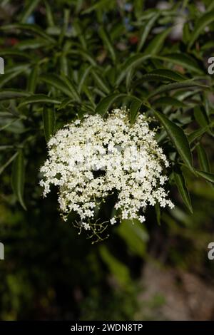 Sambucus - plante de sureau. Banque D'Images