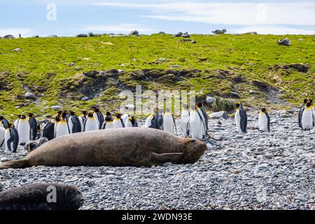 Femelles éléphants de mer, Mirounga leonine, sur la plage avec des pingouins royaux à Gold Harbor, SGI, un jour ensoleillé au printemps Banque D'Images