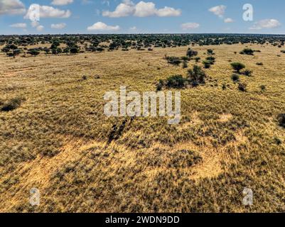 vue aérienne du bushveld de savane africaine, troupeau d'autruches en cours d'exécution Banque D'Images