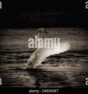 Un cygne étirant atterrissant gracieusement sur l'eau, les ailes déployées gracieusement Banque D'Images