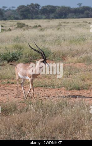 Gazelle de Grant (Gazella granti), un mâle Banque D'Images