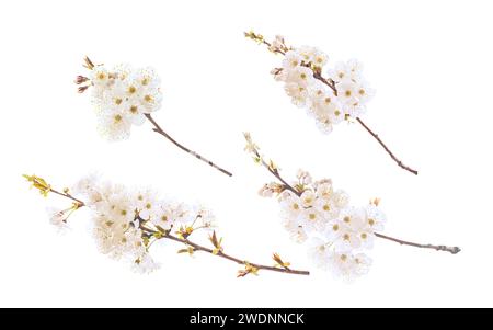 Branche de fleur de cerisier isolée sur blanc. Branches d'arbre Sakura avec ensemble de fleurs printanières. Banque D'Images