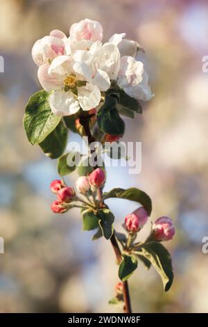 Une photo verticale montrant une branche d'un pommier en fleurs. Banque D'Images