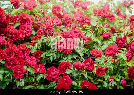 Bordure herbacée de roses rouges vives dans un jardin de campagne Cottage à la Lituanie. Banque D'Images