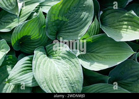 Énorme plante verte rainurée Big Daddy Hosta. Banque D'Images