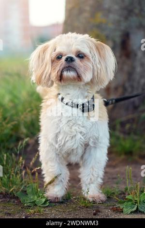 Blanc-crémeux, petit vieux chien debout sur une herbe et regardant la caméra. Belle race de chien. Photographie d'animaux de compagnie. Banque D'Images