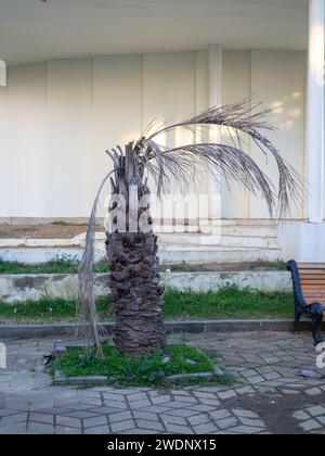 Palmier desséché. Plante morte du sud. Manque de pluie. L'arbre s'est asséché. Banque D'Images