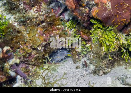 Splendide crapaud, photos de plongée sous-marine, Cozumel Banque D'Images