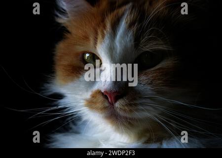 portrait de chat de race persane felis catus. Noir isolé Banque D'Images