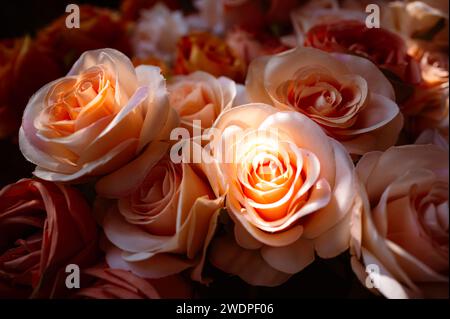 Gros plan sur les roses orange pastel artificielles avec lumière du soleil brillante dans la zone sombre de fond flou. Banque D'Images