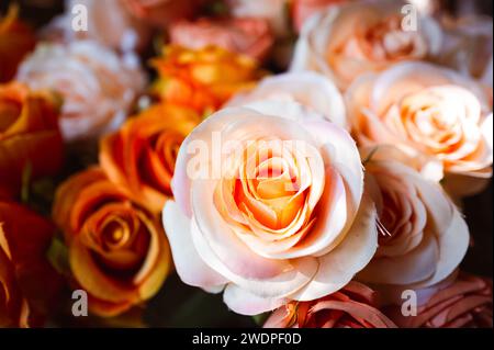 Gros plan sur les roses orange pastel artificielles avec lumière du soleil brillante dans la zone sombre de fond flou. Banque D'Images