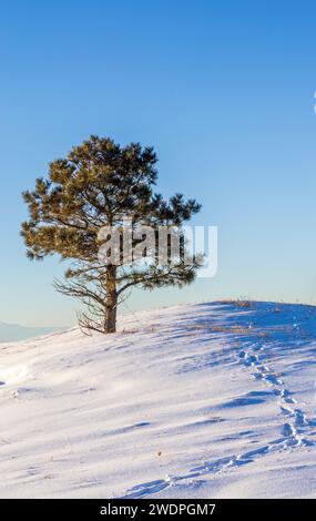 Paysage d'hiver avec neige et arbre solitaire Banque D'Images