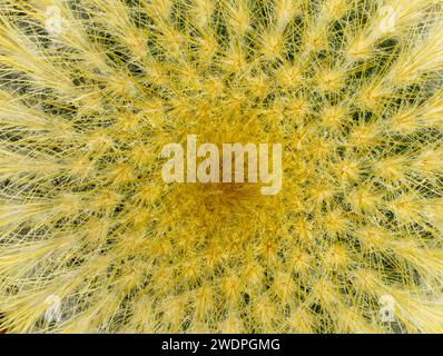 Un gros plan serré du motif de cactus. Macro photographie de texture de cactus Banque D'Images