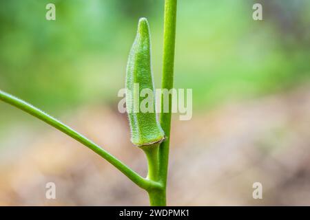 Gros plan d'un okra vert frais ( Lady Fingers ) Banque D'Images