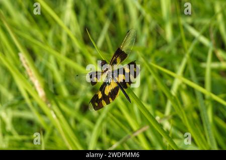 Rhyothemis variegata assis sur une tige de plante (aile commune ou flutterer panaché) Banque D'Images