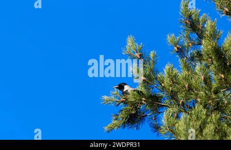 Un pin et un corbeau.tout est étrange et mystérieux dans cet oiseau noir. Banque D'Images