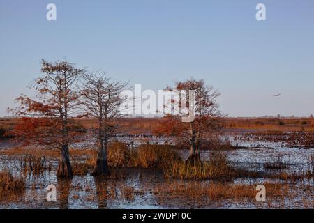 Une vue panoramique de Lacassine National Wildlife refuge en Louisiane. Banque D'Images