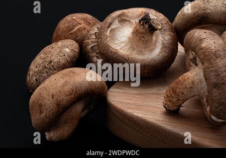 Champignon shiitake sur le fond noir Banque D'Images