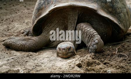 Une tortue géante d'Espanola paraissant fatiguée dans la chaleur de la journée. Île d'Espanola, Îles Galapagos, Équateur. Banque D'Images