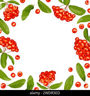 Cadre, couverture de fruits et feuilles de pyracantha sur fond blanc Illustration de Vecteur