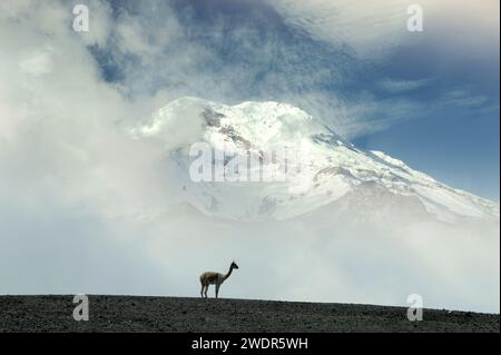 Équateur, Andes,volcan Chimborazo, vicunas (m) Banque D'Images