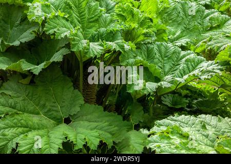 Plante géante Gunnera Manicata connue sous le nom de rhubarbe chilienne avec ses feuilles géantes. Maintenant une plante interdite au Royaume-Uni. Banque D'Images