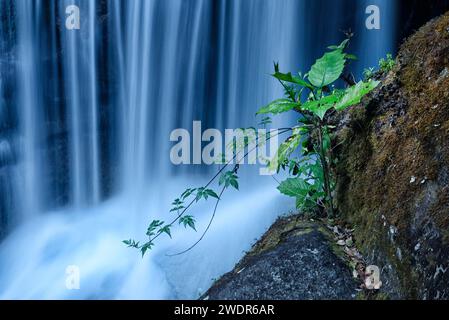 Amérique centrale, Costa Rica, province de San José, cascade Banque D'Images