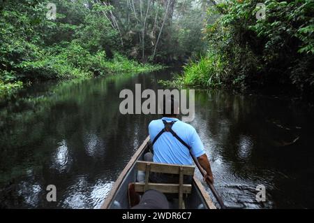 Amérique du Sud, Amazonie, Équateur, Napo Wildlife Center, parc national de Yasuni, communauté Quichua, lac Anangurocha, Amazonie, bateau, Banque D'Images