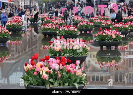 Amsterdam, pays-Bas - 21 avril 2023 : fleurs de tulipes colorées dans l'étang devant le Rijksmuseum à Amsterdam. Pays-Bas Banque D'Images