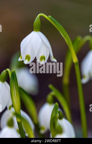 Fleurs de flocon de neige de printemps en fleurs (Leucojum vernum). Banque D'Images