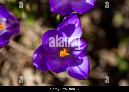 Groupe de fleurs de crocus lilas en fleurs. Banque D'Images