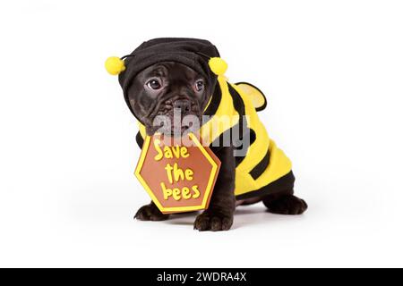 Mignon chiot chien Bulldog français noir habillé avec costume d'abeille et signe 'Save the Bees' sur fond blanc Banque D'Images