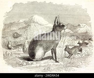 Vieille illustration gravée de Patagonian Mara. Par unknown aurhor, publié sur Brehm, les Mammifères, Baillière et fils, Paris, 1878 Banque D'Images