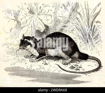 Vieille illustration gravée de Water opossum.. Créé par Kretschmer et Illner, publié sur Brehm, les Mammifères, Baillière et fils, Paris, 1878 Banque D'Images