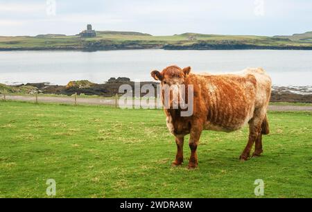 Bétail des Highlands sur l'île écossaise de Canna Banque D'Images