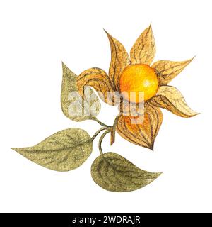 Illustration à l'aquarelle de baies physalis d'automne. Baies physalis dessinées à la main, fleurs, feuilles. Banque D'Images