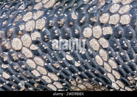 Tiliqua scincoides (peau bleue commune, lézard bleue, fièvre catarrhale du mouton commune) est une espèce de peau. Il est originaire d'Australie. Banque D'Images